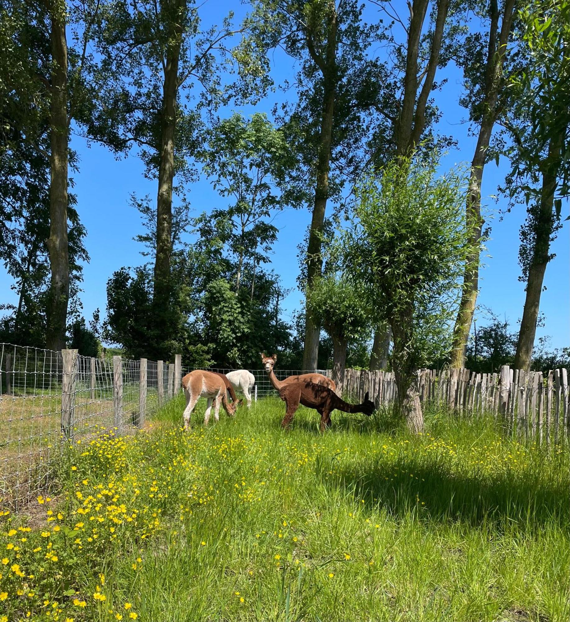 Nieuw Landelijk Vakantiehuis Aan Zee Oostkapelle Dış mekan fotoğraf