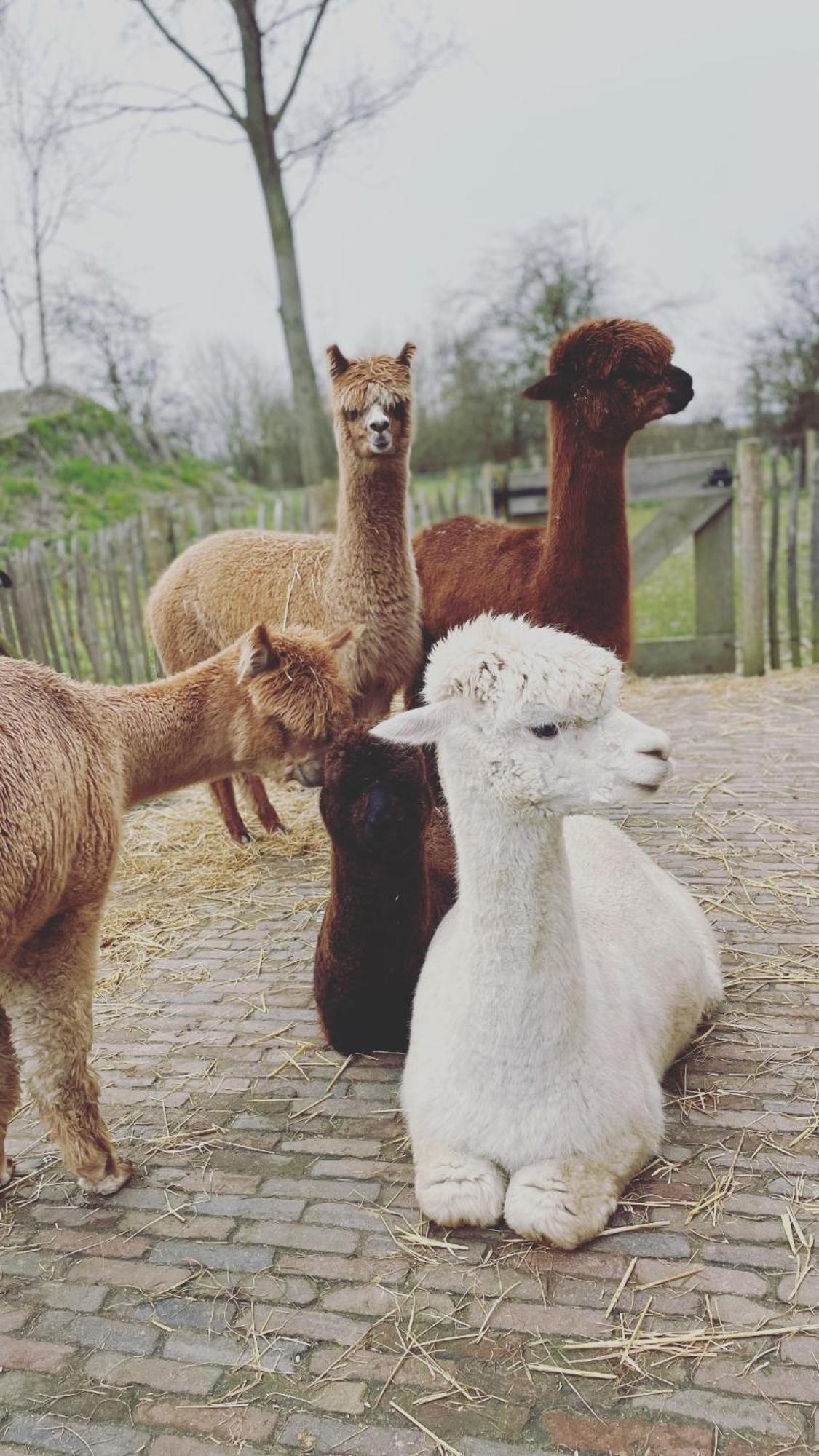 Nieuw Landelijk Vakantiehuis Aan Zee Oostkapelle Dış mekan fotoğraf